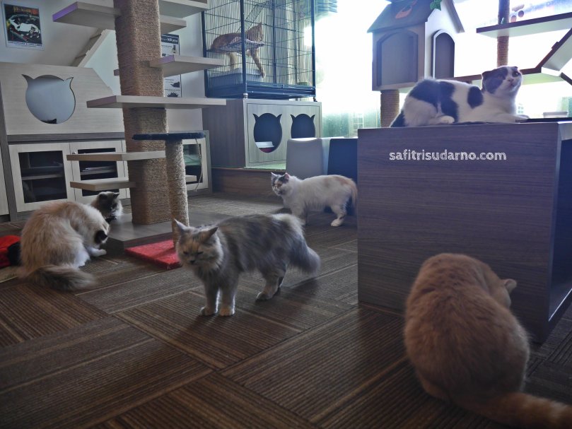 cats cafe