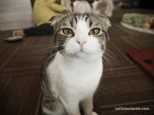 scottish fold cat