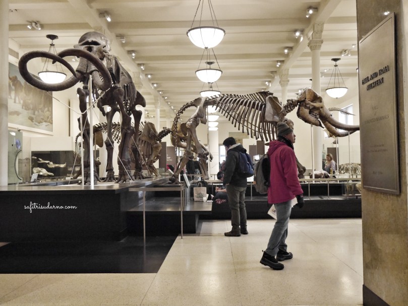 nside American Museum of Natural History
