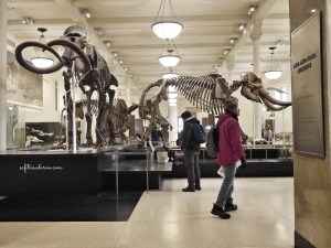 nside American Museum of Natural History